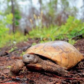 Voices for Biodiversity: An Interview with Wildlife Biologist Joan E. Berish